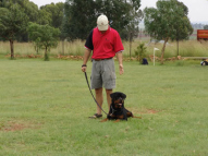 Dog-Obedience-Training-51