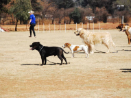 Dog-Obedience-Training-52