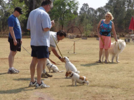 Dog-Obedience-Training-53