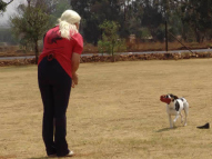 Dog-Obedience-Training-54
