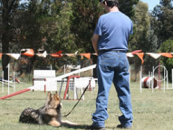 Dog-Obedience-Training-56