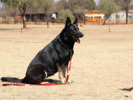 Dog-Obedience-Training-59