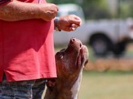 Dog-Obedience-Training-6