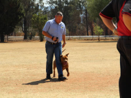 Dog-Obedience-Training-60