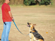 Dog-Obedience-Training-61