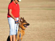 Dog-Obedience-Training-62