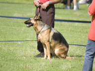 Dog-Obedience-Training-63