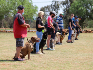 Dog-Obedience-Training-9