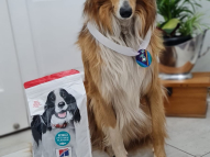 Obedience-Training-1
