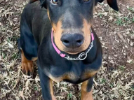 Puppy-Training-1