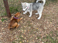 Puppy-Training-16