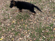 Puppy-Training-17