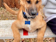 Puppy-Training-18
