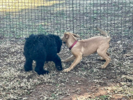 Puppy-Training-3