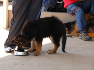 Puppy-Training-36