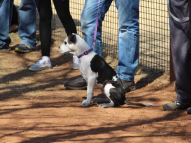 Puppy-Training-37