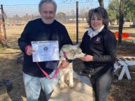 Puppy-Training-4