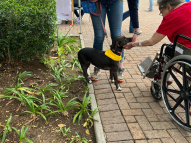 Therapy-Dogs-18