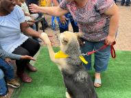 Therapy-Dogs-3