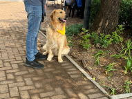 Therapy-Dogs-8