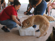 Therapy-Training-7
