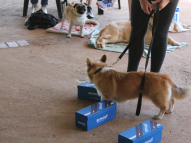 Therapy-Training-9