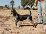 Dog-Tracking-Classes-6