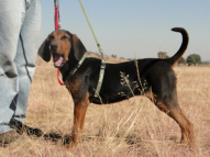 Dog-Tracking-Classes-7