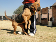 Dog-Tracking-Classes-9
