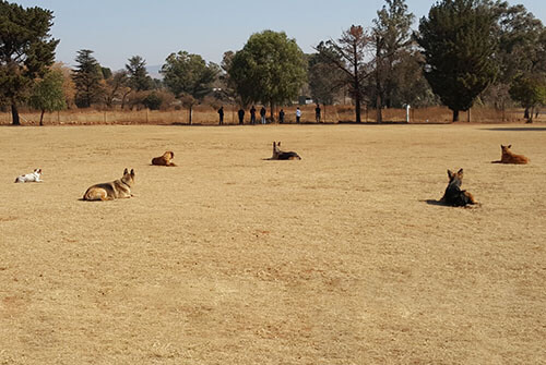 Dog Obedience Training