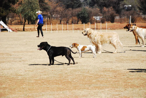 Dog Obedience