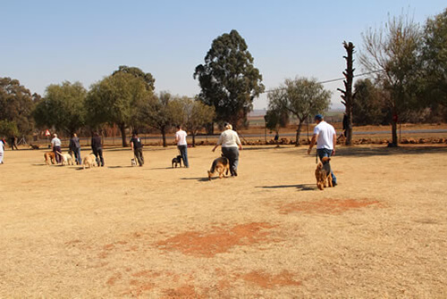 Obedience Training