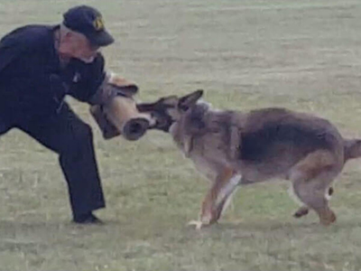 Dog Security Training