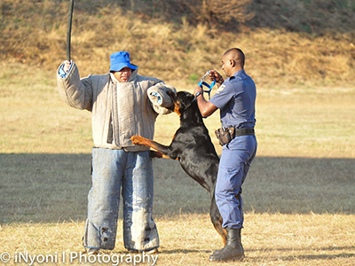 Protection Dog Training