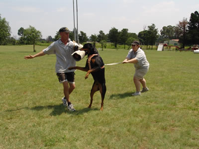 Protection Dog Trainer