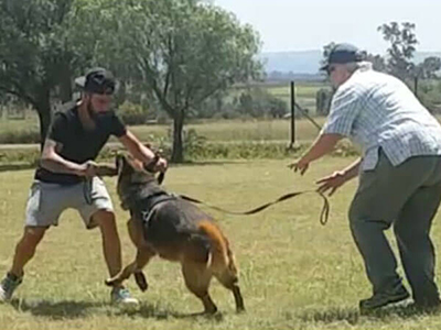 Security Dog Training