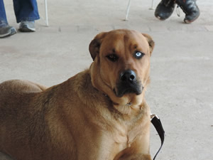 Inboard Kennel Training