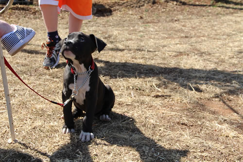 Puppy Classes