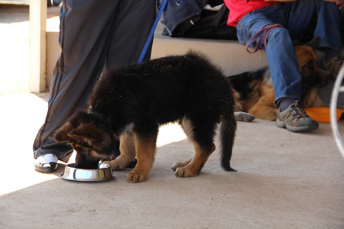 Puppy Training