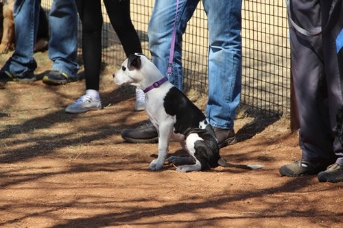 Puppy Obedience Training