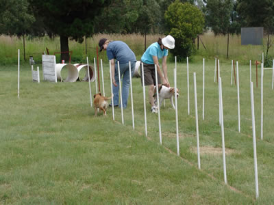 Gallery - SA Dog Training
