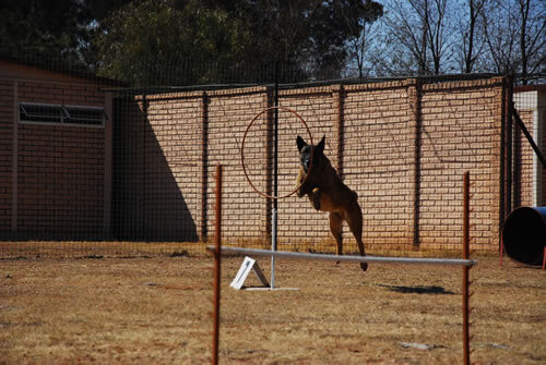 Gallery - SA Dog Training