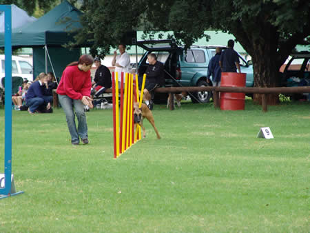 Gallery - SA Dog Training