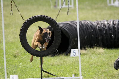 Gallery - SA Dog Training