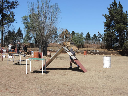 Gallery - SA Dog Training