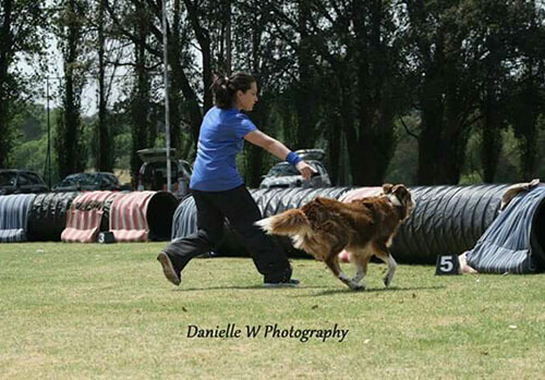 Gallery - SA Dog Training