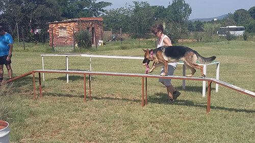 Gallery - SA Dog Training