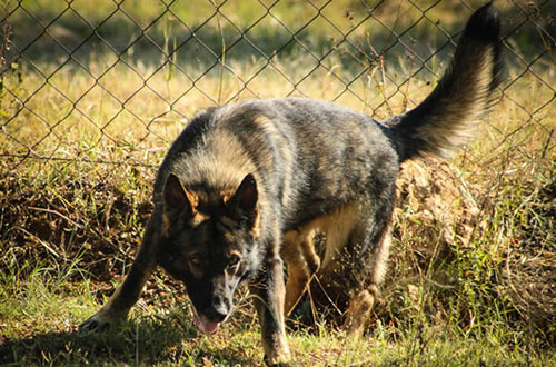 Dog Detection Training