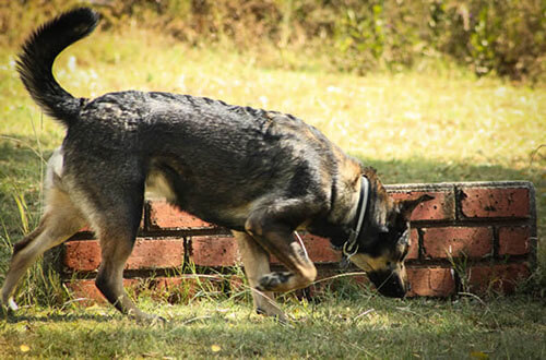 Canine Detection Training