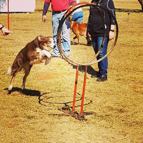 Dog Agility Training Germiston